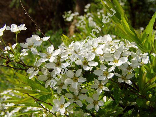 Spiraea x arguta Zab. (Spiraea multiflora Zabel x Spiraea thunbergii Blume)