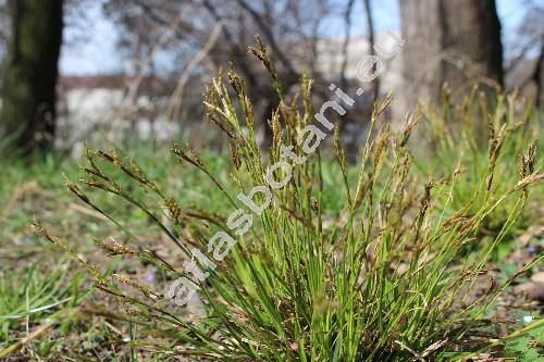 Carex digitata L.