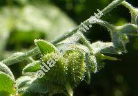Cynoglossum officinale L.