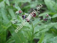 Cynoglossum officinale L.