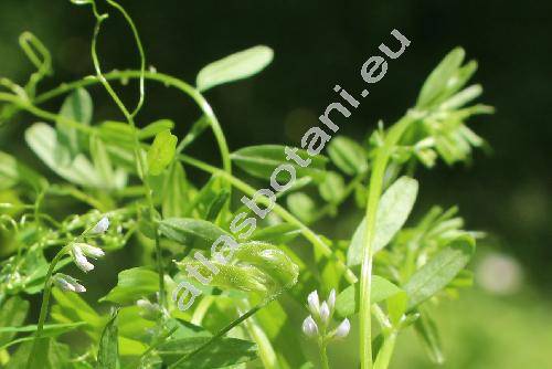 Vicia tetrasperma (L.) Schreb. (Ervilia tetrasperma (L.) Opiz)
