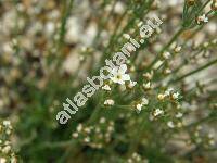 Androsace armeniaca Duby (Primula)