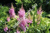 Astilbe x arendsii Arends 'Hyacinth'