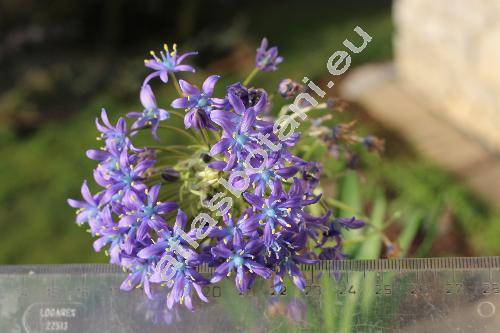 Scilla peruviana L. (Ornithogalum, Scilla clusii Parl., Hyacinthus)