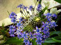 Scilla peruviana L. (Ornithogalum, Scilla clusii Parl., Hyacinthus)