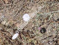 Convolvulus lineatus L. (Convolvulus spicifolius Desr.)