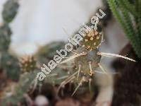 Tephrocactus articulatus var. papyracanthus (Phil.) Back. (Tephrocactus articulatus var. oligacanthus, Tephrocactus papyracanthus)