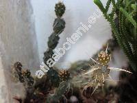 Tephrocactus articulatus var. papyracanthus (Phil.) Back. (Tephrocactus articulatus var. oligacanthus, Tephrocactus papyracanthus)