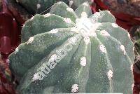 Melocactus maxonii (Melocactus maxonii (Grke) Grke)