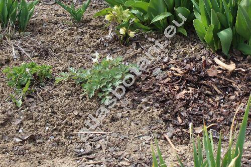 Corydalis malkensis Galushko (Fumaria)
