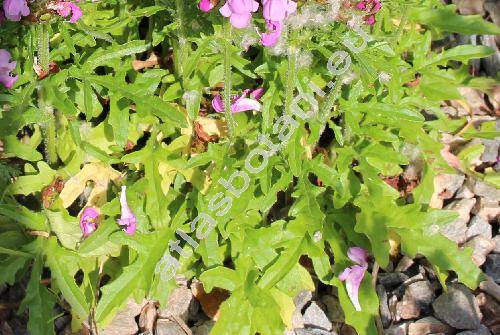 Prunella grandiflora 'Rubra'