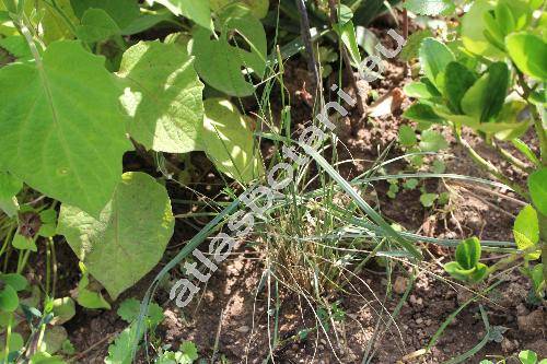 Muhlenbergia capillaris (Lam.) Trin.
