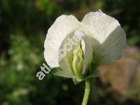 Pisum sativum L. (Pisum arvense L., Pisum sativum L. subsp. sativum)