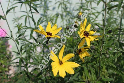 Coreopsis tripteris L. (Anacis tripteris (L.) Schrank, Bidens tripteris (L.) Krause, Chrysostemma tripteris (L.) Less.)