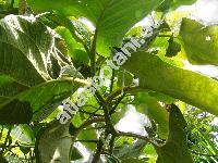 Piper auritum (Piper auritum Kunth)