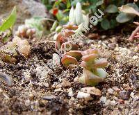 Crassula brevifolia Harv.