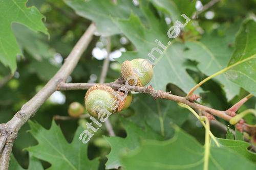 Quercus rubra L. (Quercus borealis Michx.)