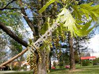 Quercus rubra L. (Quercus borealis Michx.)