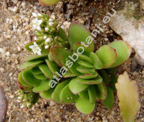 Crassula undulata Haw. (Crassula dejecta Jacq.)