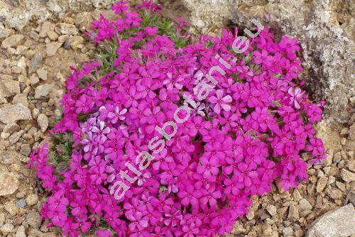 Phlox 'Crackerjack' (Phlox douglasii Hook.)