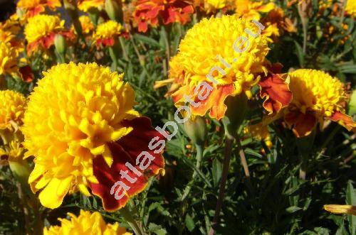 Tagetes patula L.