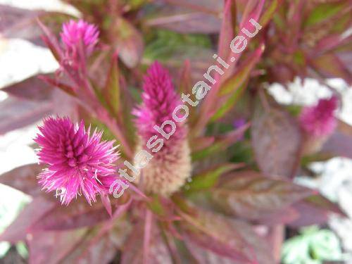 Celosia argentea L. (Celosia cristata L.)