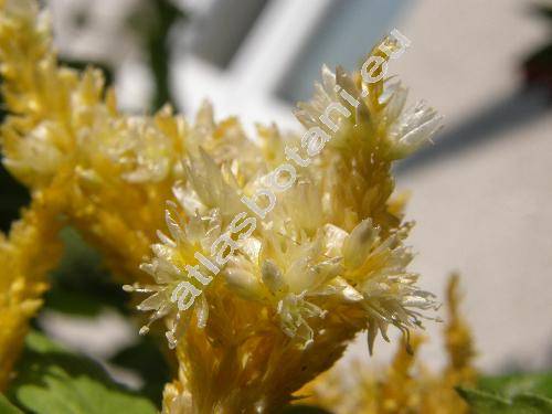 Celosia argentea f. plumosa (L.) O. Kuntze