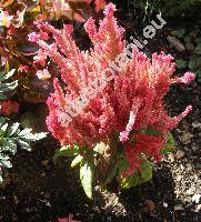 Celosia argentea f. plumosa (L.) O. Kuntze