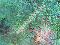 Juniperus chinensis L. (Sabina chinensis (L.) Cupress)