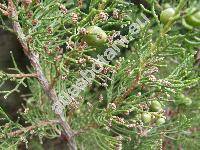 Juniperus turbinata Guss. (Juniperus phoenicea agg., Juniperus phoenicea var. turbinata (Guss.) Parl.)