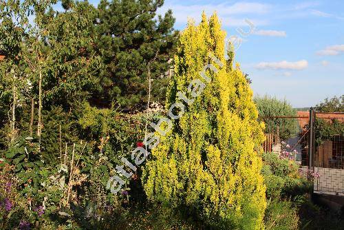 Thuja orientalis 'Aureovariegata'