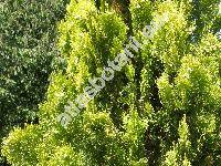 Thuja orientalis 'Aureovariegata'