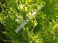 Thuja orientalis 'Aureovariegata'
