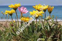 Gazania rigens (L.) Gartn. (Gazania pavonia Br., Gazania splendens Lem., Gorteria hotorophylla Willd., Othonna rigens L.)