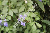 Rotheca myricoides (Hochst.) Steane et Mabb. (Clerodendrum myricoides (Hochst.) Br. ex Vatke, Spironema myricoides Hochst., Siphonanthus myricoides (Hochst.) Hiern)