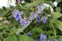 Rotheca myricoides (Hochst.) Steane et Mabb. (Clerodendrum myricoides (Hochst.) Br. ex Vatke, Spironema myricoides Hochst., Siphonanthus myricoides (Hochst.) Hiern)