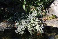Aster ericoides 'Snow Flurry' (Symphyotrichum ericoides  'Snow Flurry')
