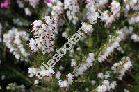 Erica carnea L. (Erica herbacea L.)