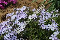 Phlox subulata L.