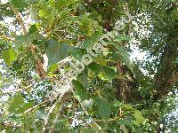 Populus x canadensis Moench (Populus deltoides x Populus nigra, Populus x euroamericana (Dode) Guinier)
