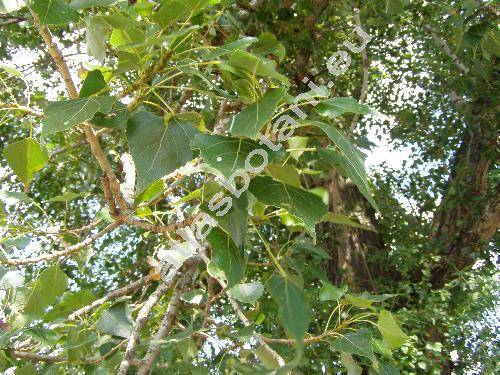 Populus x canadensis Moench (Populus deltoides x Populus nigra, Populus x euroamericana (Dode) Guinier)