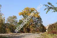 Populus x canadensis Moench (Populus deltoides x Populus nigra, Populus x euroamericana (Dode) Guinier)