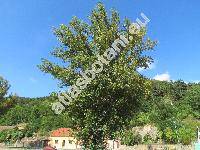 Populus x canadensis Moench (Populus deltoides x Populus nigra, Populus x euroamericana (Dode) Guinier)