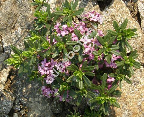 Daphne sericea Vahl (Daphne collina Dicks. ex Sm., Daphne vahlii Keissl., Thymelaea)