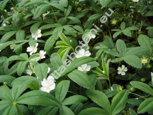 Potentilla alba L. (Potentilla cordata Schrank)