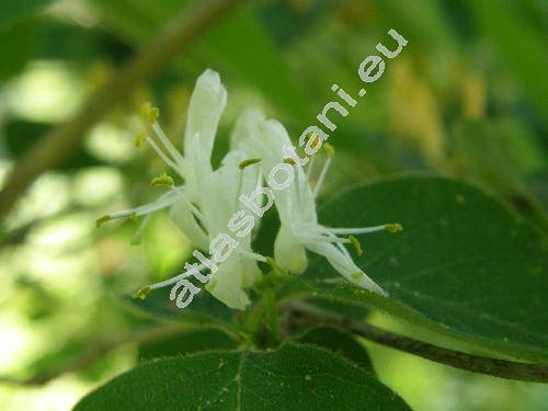 Lonicera xylosteum L. (Caprifolium xylosteum L., Caprifolium dumetorum Lam.)