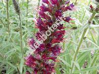 Echium maculatum L. (Echium russicum Gmel., Echium rubrum Jacq.)