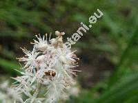 Tiarella cordifolia L. (Tiarella  macrophylla Small)