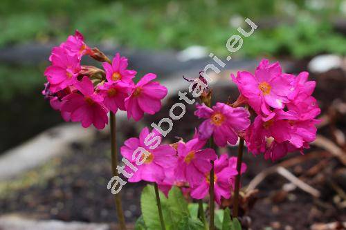 Primula japonica (Primula japonica Gray)