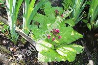 Primula japonica (Primula japonica Gray)